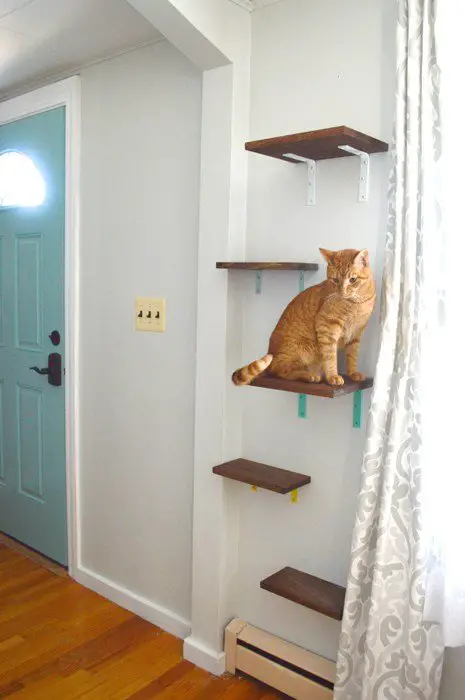 wall-mounted cat shelves with orange tabby sitting on shelf
