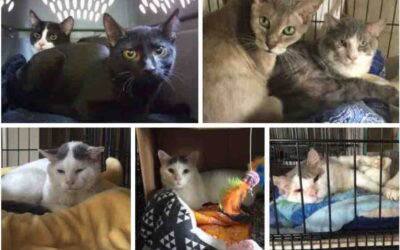 SEVEN CAT VICTIMS OF HOARDING SITUATION IN NEED OF HOMES