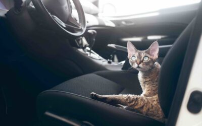 HOW TO TRAVEL WITH A CAT – DO’S AND DON’TS