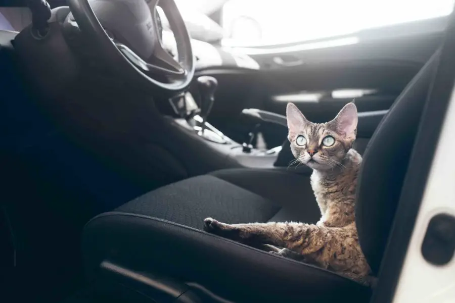 Devon Rex cat sitting in a car.