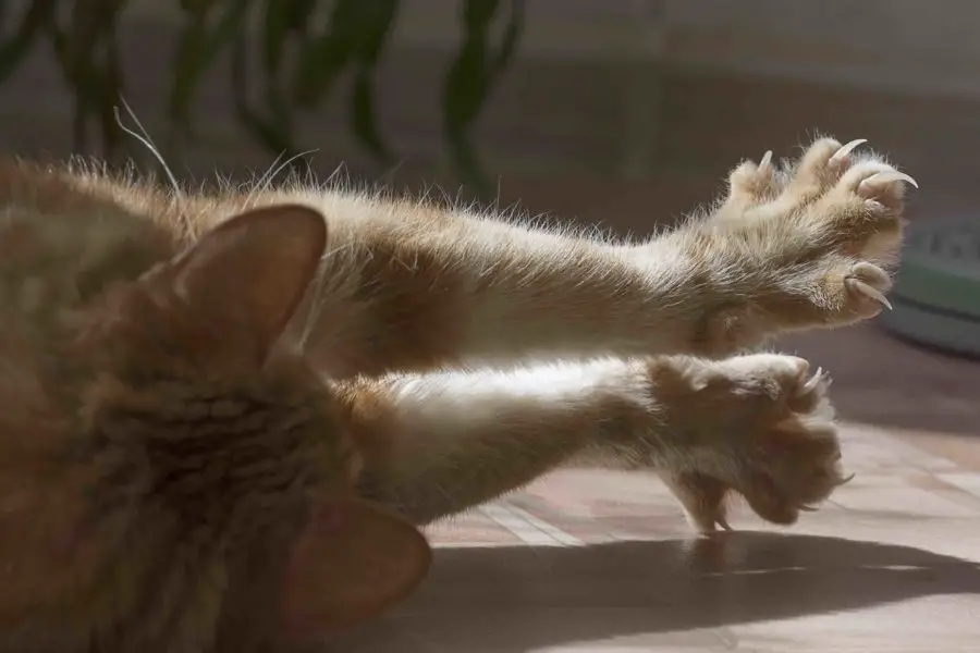 Ginger cat stretching its claws out