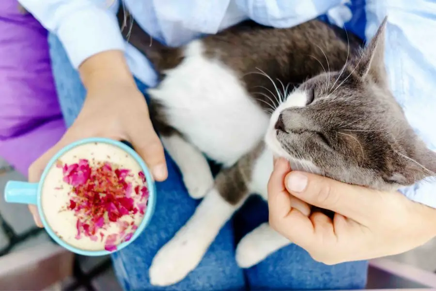 Cat Cafe with person holding a cup of coffee and petting a cat