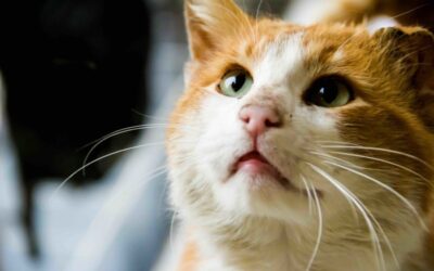 7 Common Diseases To Watch For In Senior Cats