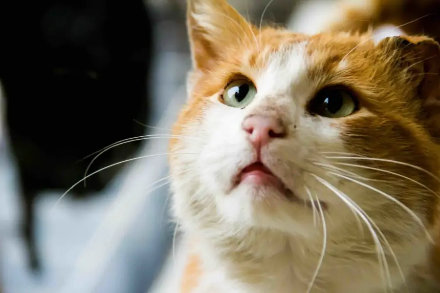 7 Common Diseases To Watch For In Senior Cats