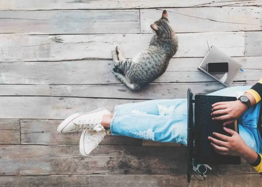 Person planning travel on their laptop with their cat nearby