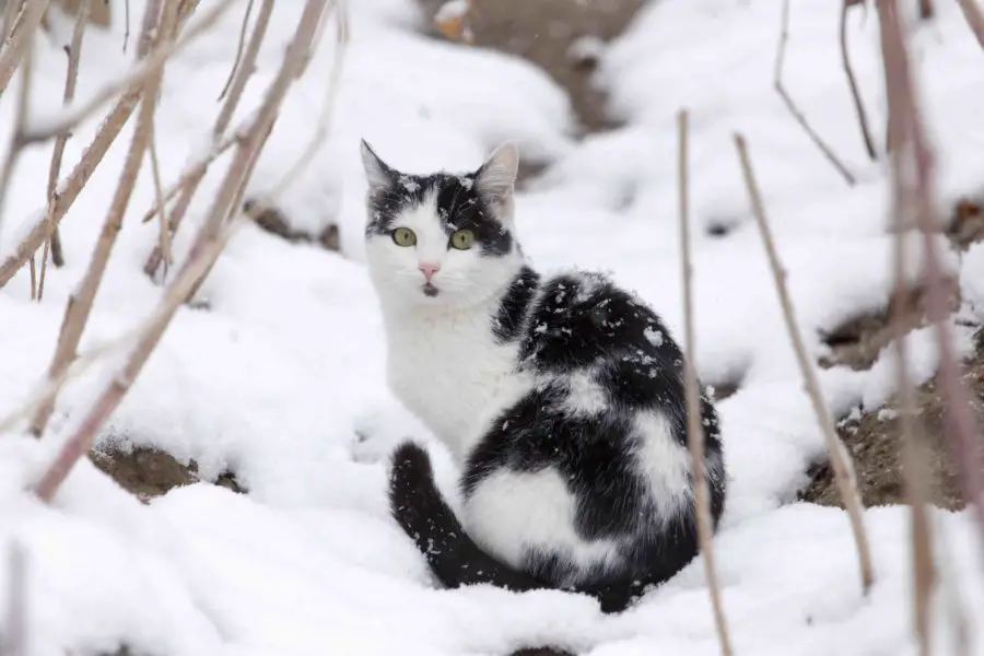 black and white cat outdoors in winter and snow