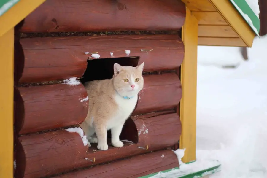 Cat outdoors in a log cabin shelter