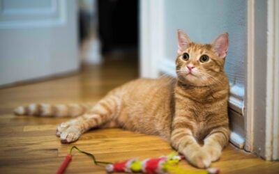 CAT PRODUCTS THE EXPERTS CAN’T LIVE WITHOUT