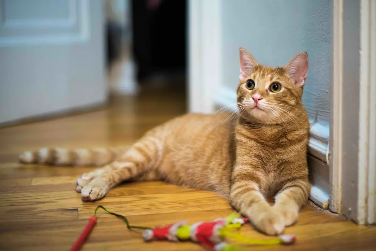 CEREBELLAR HYPOPLASIA IN CATS The Catnip Times