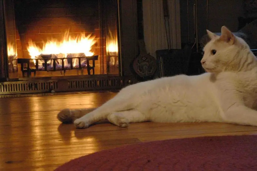 white cat laying on floor near fireplace