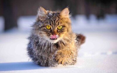 WINTERTIME CAT CARE:  TIPS TO HELP FERAL CATS AND PET CATS STAY WARM