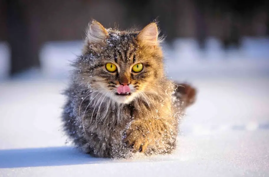 WINTERTIME CAT CARE:  TIPS TO HELP FERAL CATS AND PET CATS STAY WARM