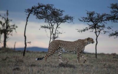 NAT GEO’S BOB POOLE TALKS “MAN AMONG CHEETAHS” FOR BIG CATS WEEK