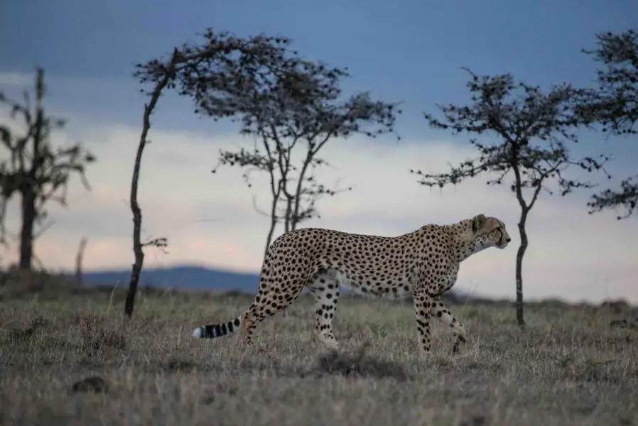 Man Among Cheetahs Nat Geo Wild