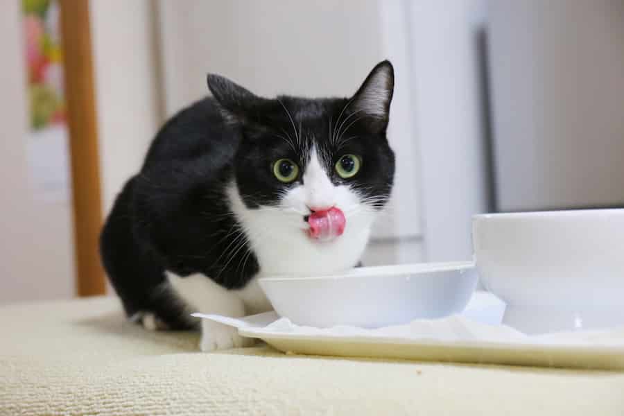 cat eating soup broth - how to make soup for your cat on The Catnip Times