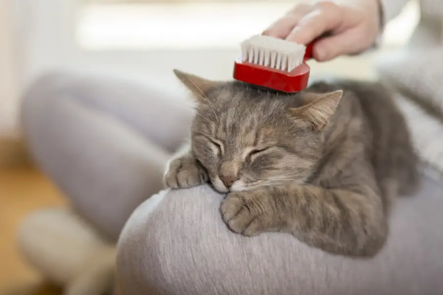 Tabby cat lying in her owner's lap being brushed