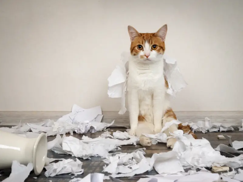 Funny cat made a mess, tore up paper