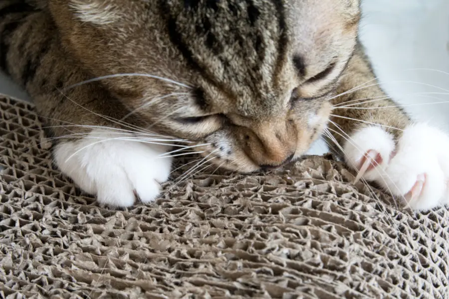 Cat scratching on cardboard scratcher