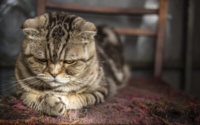 How The FBI Is Tracking Animal Cruelty: An Update