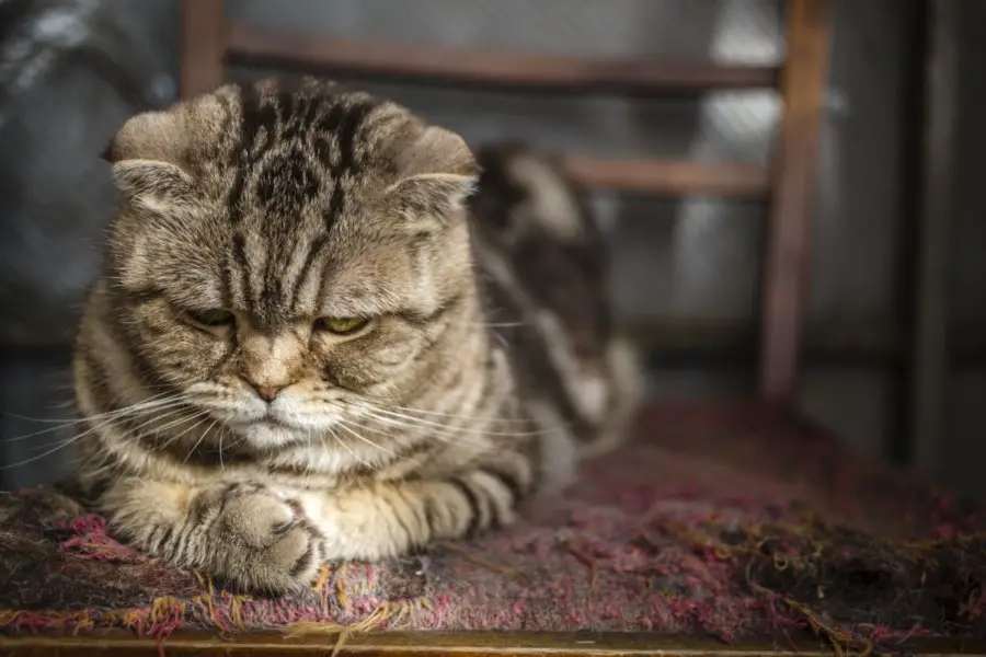 sad looking cat for an article about FBI tracking animal cruelty incidents