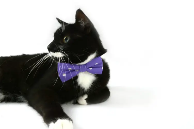 cat wearing a purple bowtie