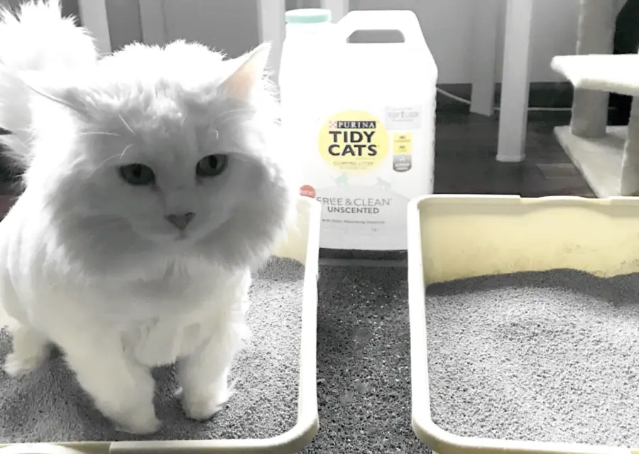 White fluffy cat trying Tidy Cats Free and Clean for The Catnip Times