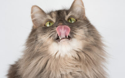 Feline Acne: What Is It And How Can You Manage It?