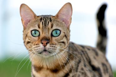 Neko flies cat toy online