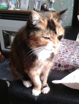 pam coote kizzy 27 year old cat