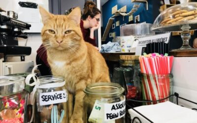 FOOD, FASHION &  FELINES:  THE CAT CAFES OF FRANCE