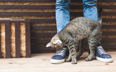 CAT PEOPLE SURVEY