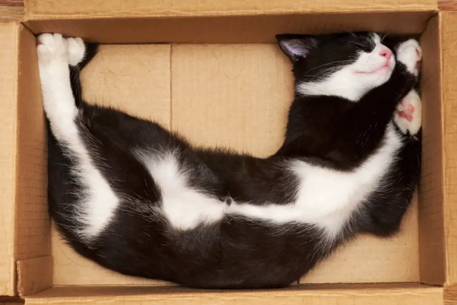 Cat sleeping in box