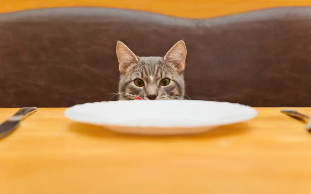 ARE YOUR PET’S DISHES SAFE?