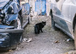 Willie Ortiz saves feral cats by selling scrap metal. Help his GoFundMe.