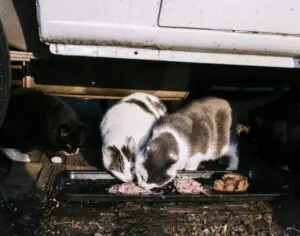 Willie Ortiz saves feral cats by selling scrap metal. Help his GoFundMe.