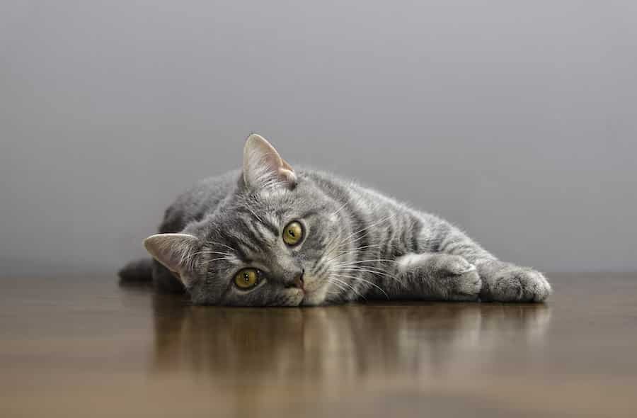 sick cat on a table with medicines