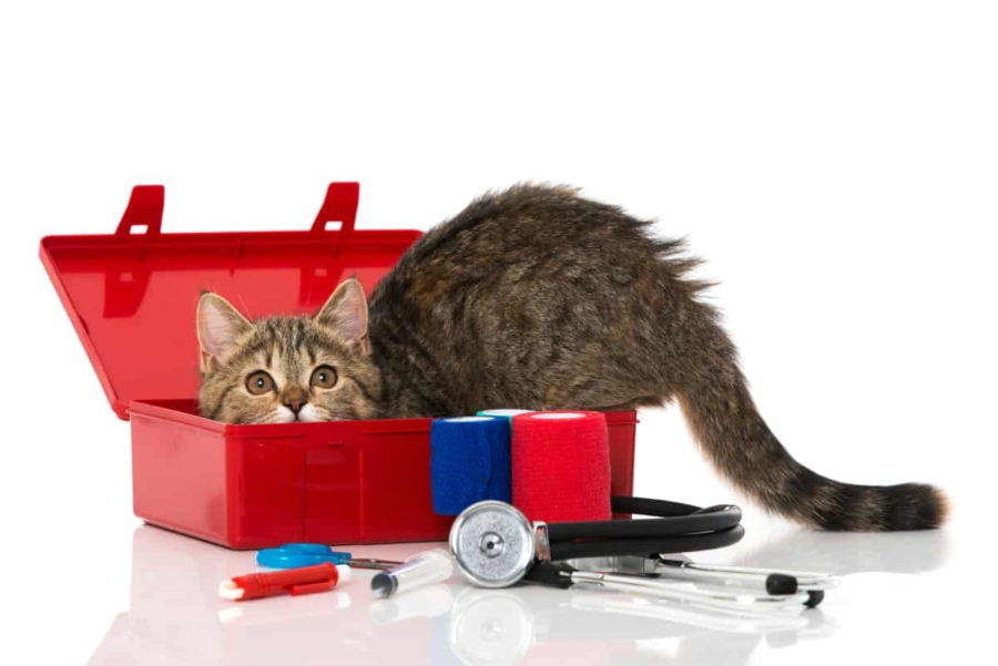 First Aid Kit for Cats
