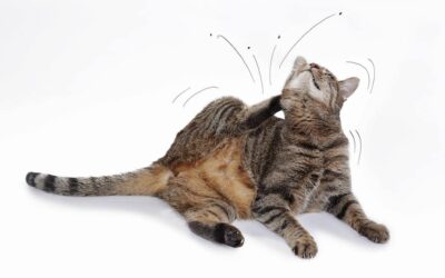 HOW TO BE PREPARED FOR A MEDICAL EMERGENCY – A FIRST AID GUIDE FOR CATS