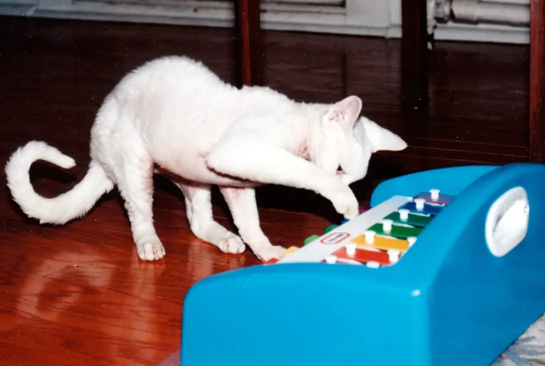 Ricky, Steve Dales Cat, playing the piano