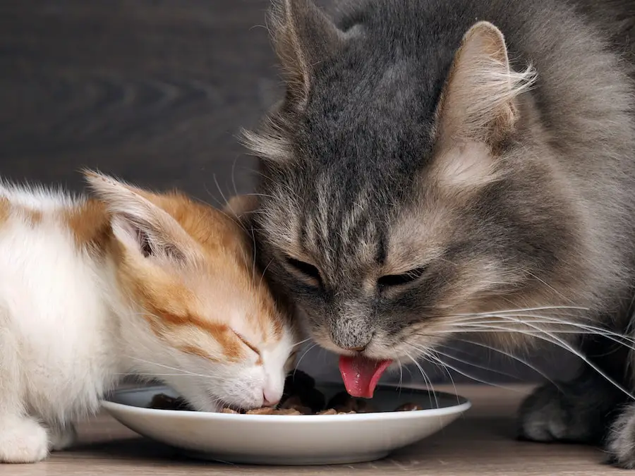 Cats eat cat food. Big cat and small kitten eating pieces of meat from the plate. We see pink tongue. Snouts large cats. Food for adult cats and kittens. Gray cat and kitten white with red