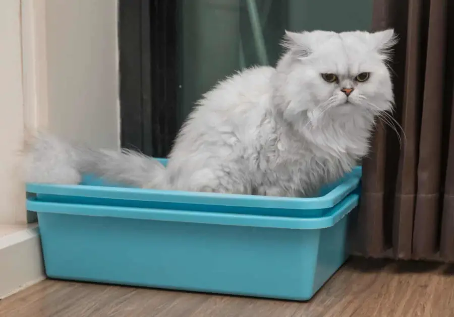 Chinchila persian cat using toilet, litter box, for pooping 