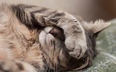 5 CLUES THAT YOUR CAT NEEDS TO SEE A VET