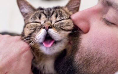 TOP TEN THINGS TO DO AT MEOW MEETUP