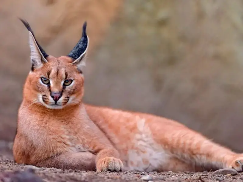 caracal tambako the jaguar is a rare big cat