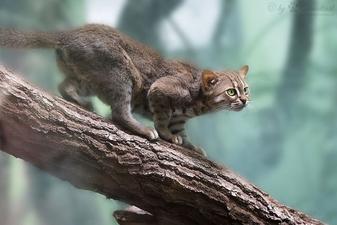 Ten Amazing Small Wild Cats, Science