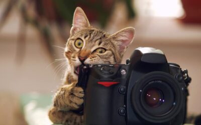 25 ICONIC CATS IN THE MOVIES
