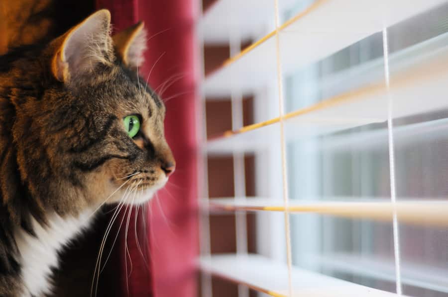 Cat waiting at window