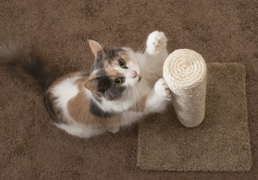 calico cat scratching a scratching post