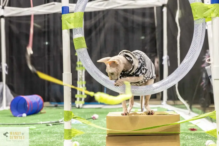 meow meet up chicago agility training