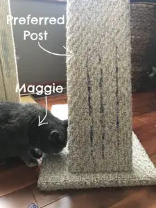 my cat maggie and post treated with feliscratch